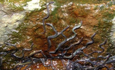 Elvers climbing