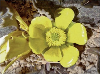 Castle Hill Buttercup