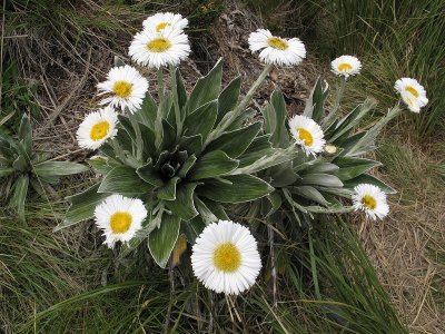 Celmisia semicordata