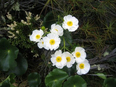 Ranunculus lyallii
