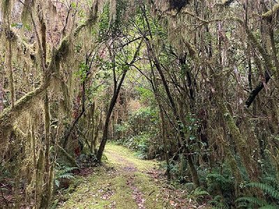 Cockayne Nature Walk