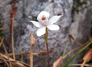 Alpine Garden