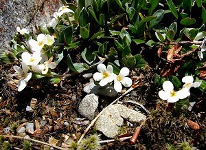 Alpine Garden