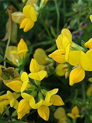 Birdsfoot trefoil