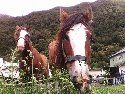 Otira Stagecoach Hotel